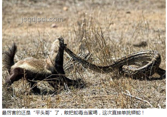 大名鼎鼎森蚺膽小？小魚(yú)才是真殺手？亞馬遜生存指南