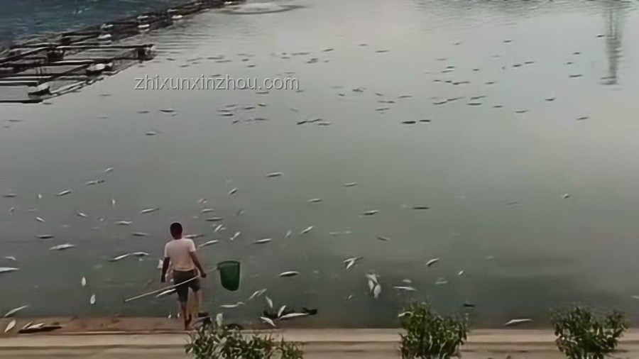 高溫天奇招！男子往魚塘放冰塊為魚兒降溫??