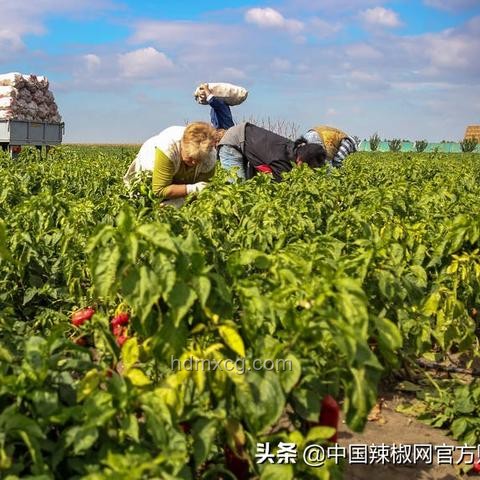 便宜與高價(jià)商品質(zhì)量對(duì)比：“便宜沒好貨”真相探究