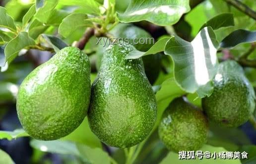 今年漲價最猛的水果：黃檸檬，消費者直呼吃不起
